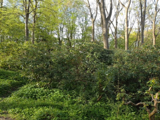 Grüne Büsche im Park mit wenigen Rhododendronblüten