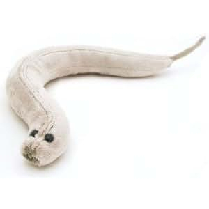 Caenorhabditis elegans