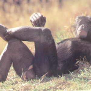 Chill Bonobo
