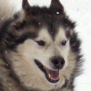 Notxor :esperanto: