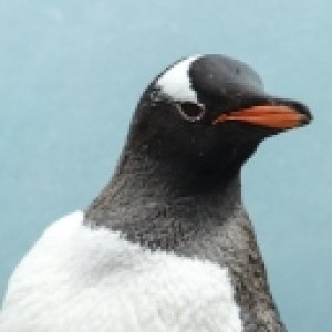 Pygoscelis Papua