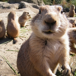 Prairie_Dog