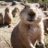 Prairie_Dog