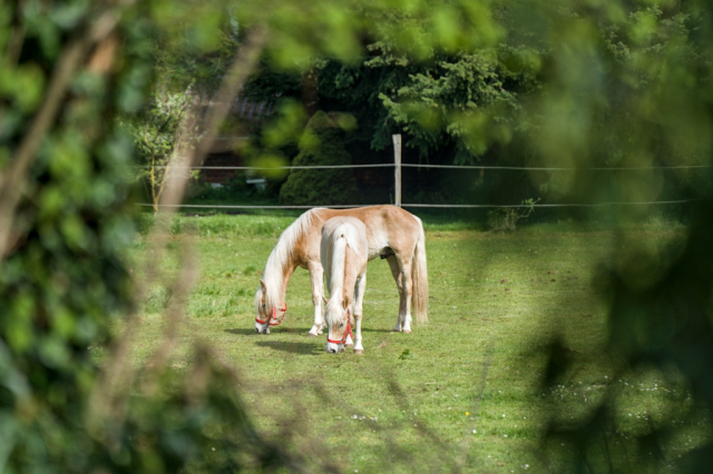Bild/Foto