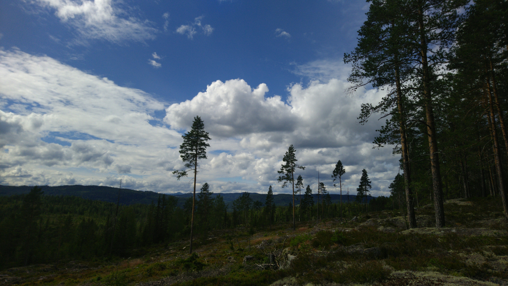 Bild/Foto