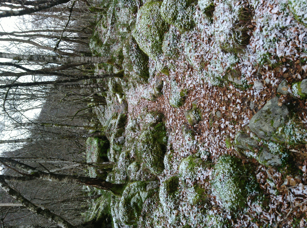 Bild/Foto