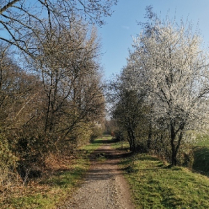 Scharpenacken