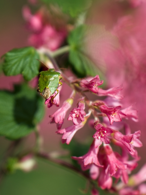 Bild/Foto