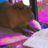 Capivara+Vigia