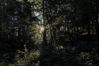 Home/Externe Bilder/pixelfed carussel