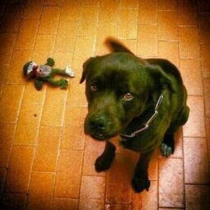 :luffy:! • ʁ ą ʄ α ω ɻ • ® 神 • :raccoonroll:!