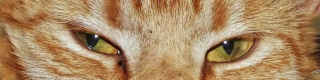 Cover Foto
