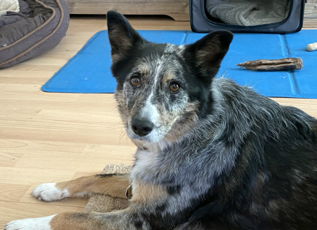 A short-haired blue merle Australian Shepherd Mix looks at the camera with big brown eyes. She doesn't appear to feel guilty in any way. A short-haired blue merle Australian Shepherd Mix looks at the camera with big brown eyes. She doesn't appear to feel guilty in any way.