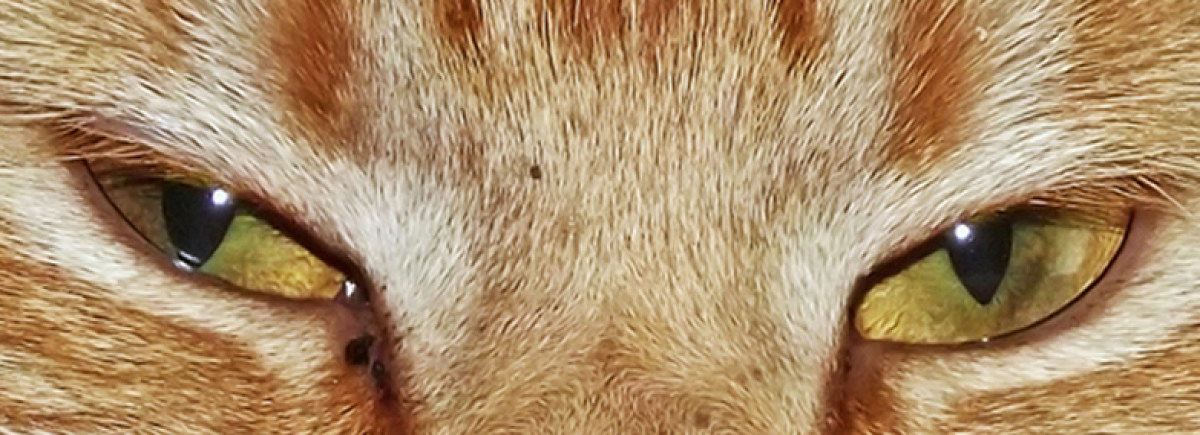 Cover Foto