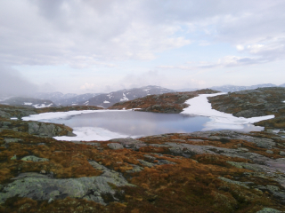 Foto ansehen moss & ice