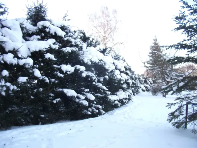 DSCF3903.webp